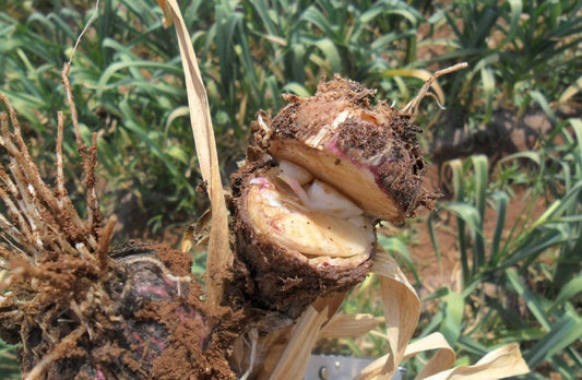 QUE ES Y COMO COMBATIR LA ESCLEROTINIA EN AJO