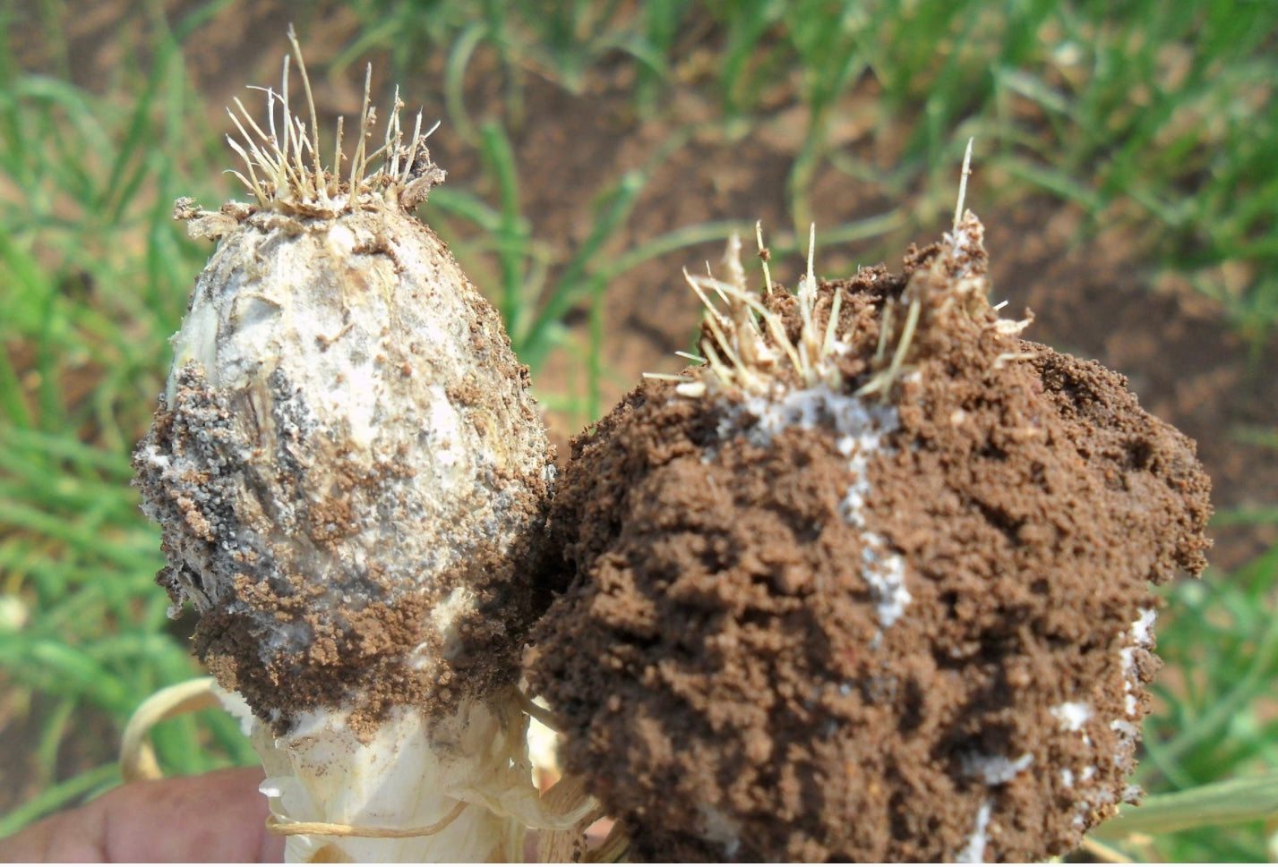 CONTROLADORES DE PLAGAS Y ENFERMEDADES